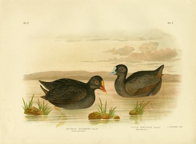 Sombre Gallinule Or Dusky Moorhen, 1891 by Gracius Broinowski